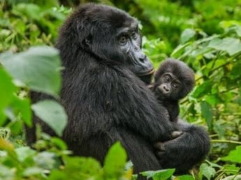 Uganda