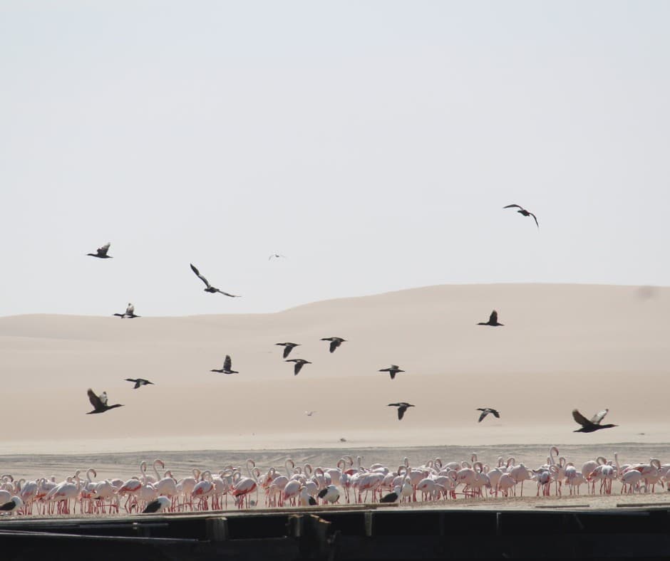 并非所有Safari时刻都很响亮 - Image 1