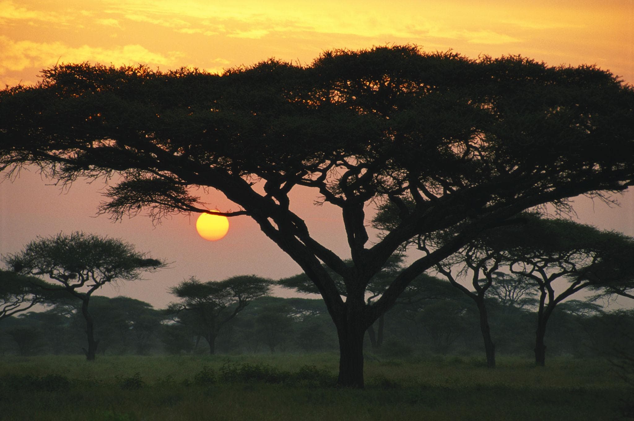 Discover Tanzania: Where Every Safari Becomes an Unforgettable Story - Image 9