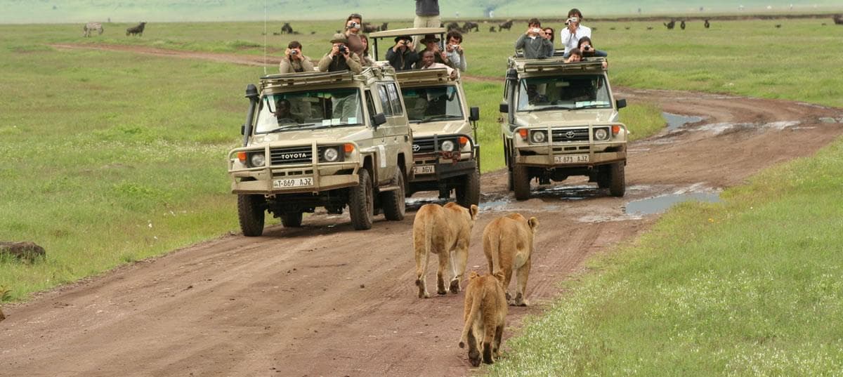 Best Seasons for a Tanzania Safari: When the Wild Comes Alive Across the Plains - Image 3