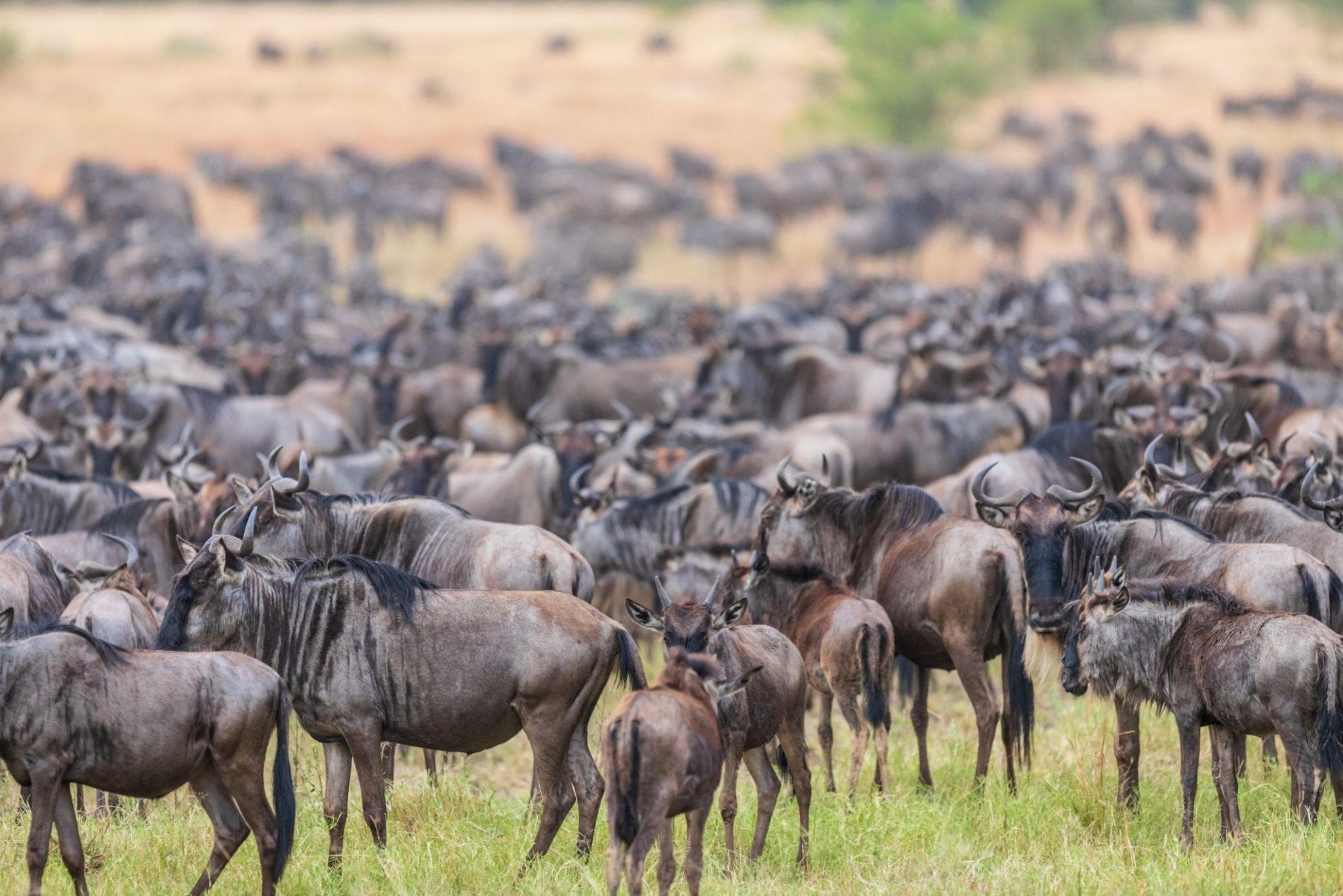 The Great Migration: Africa’s Greatest Wildlife Journey Across Tanzania’s Untamed Plains - Image 8