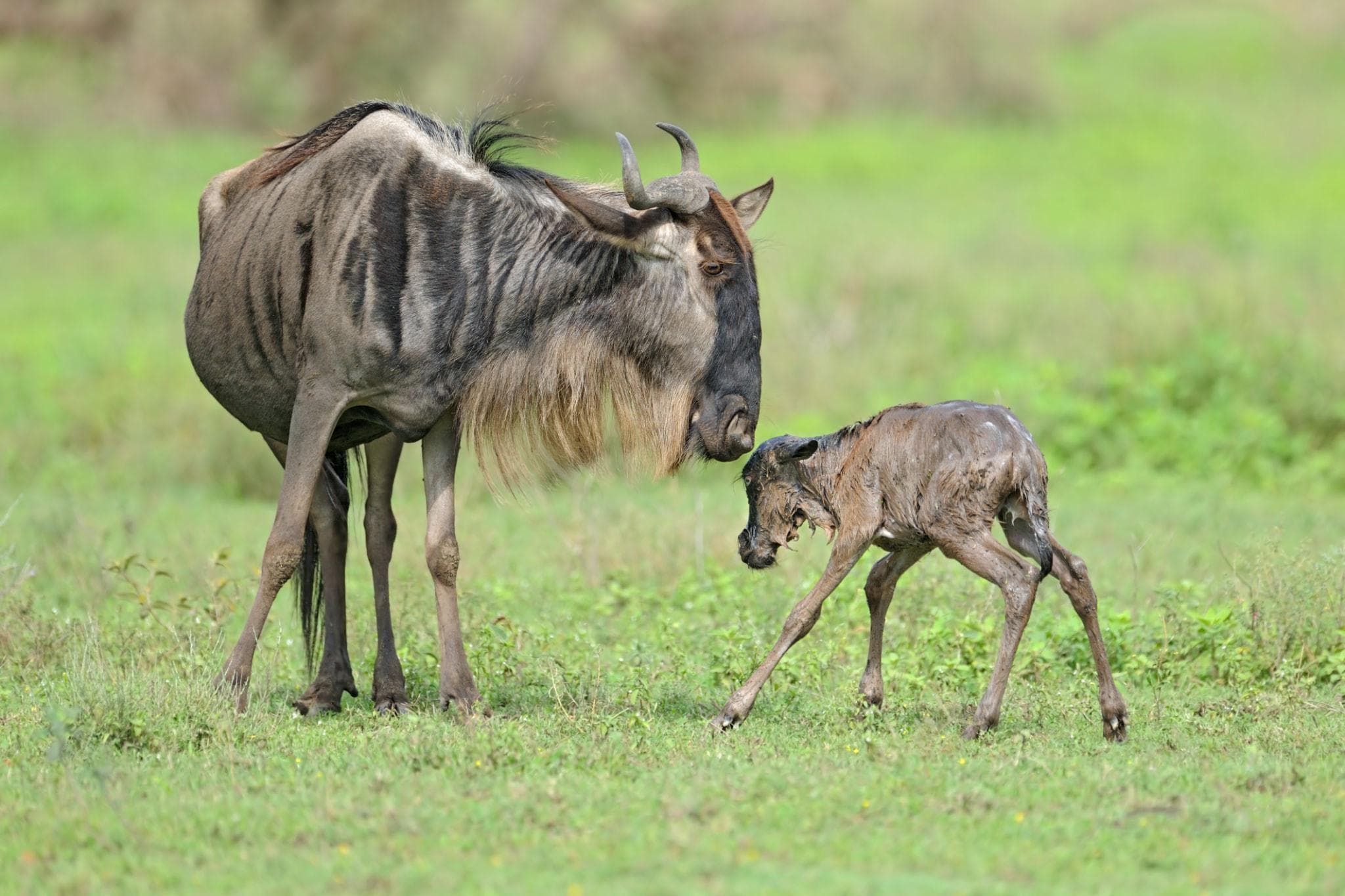 Best Seasons for a Tanzania Safari: When the Wild Comes Alive Across the Plains - Image 4