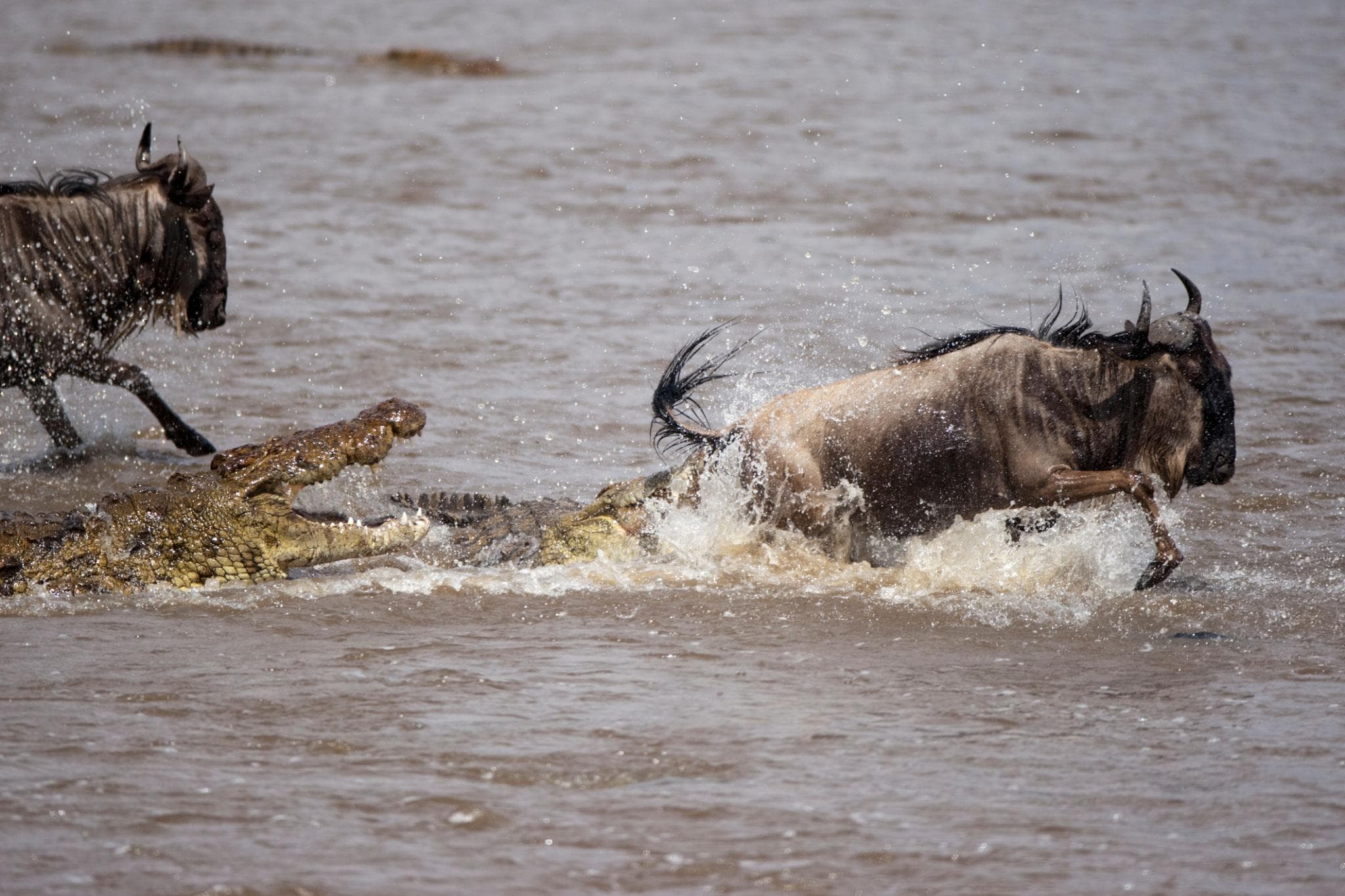The Great Migration: Africa’s Greatest Wildlife Journey Across Tanzania’s Untamed Plains - Image 4