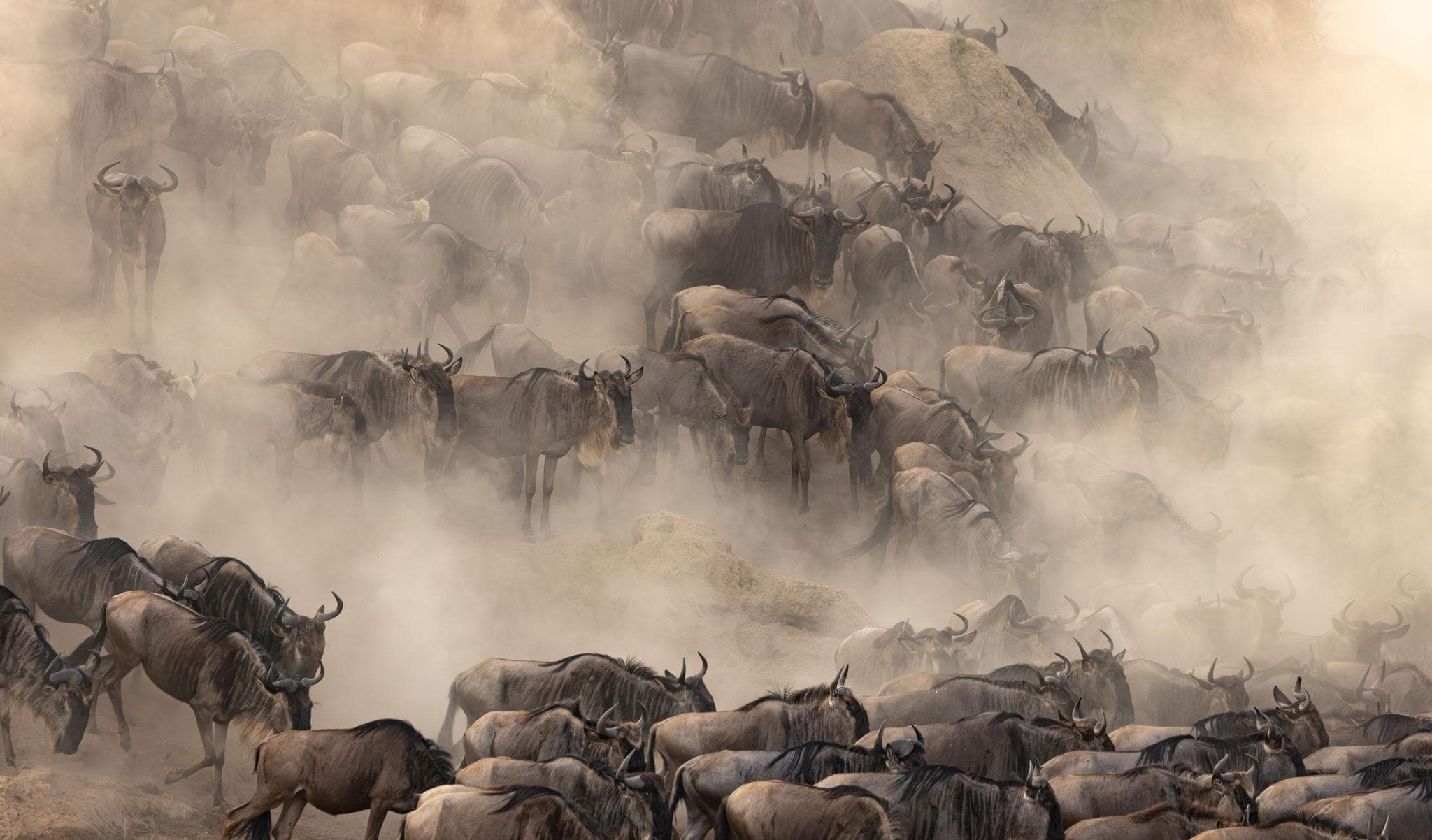 The Great Migration: Africa’s Greatest Wildlife Journey Across Tanzania’s Untamed Plains - Image 2