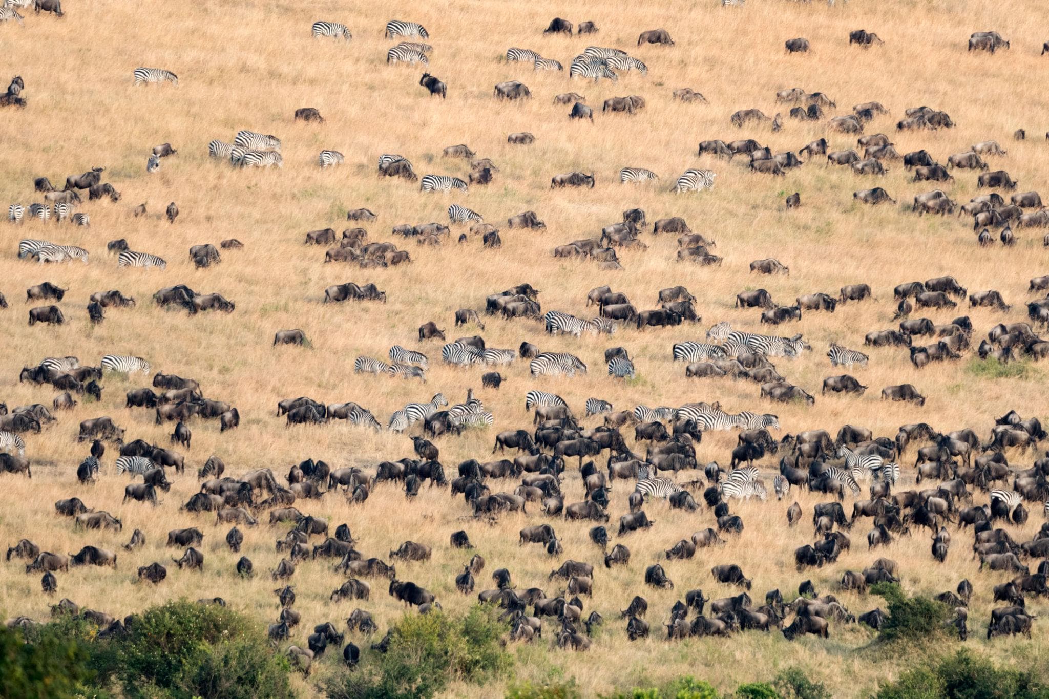 The Great Migration: Africa’s Greatest Wildlife Journey Across Tanzania’s Untamed Plains - Image 1