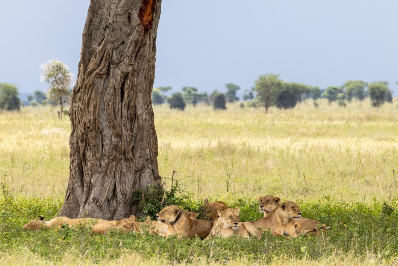 Best Seasons for a Tanzania Safari: When the Wild Comes Alive Across the Plains - Image 1