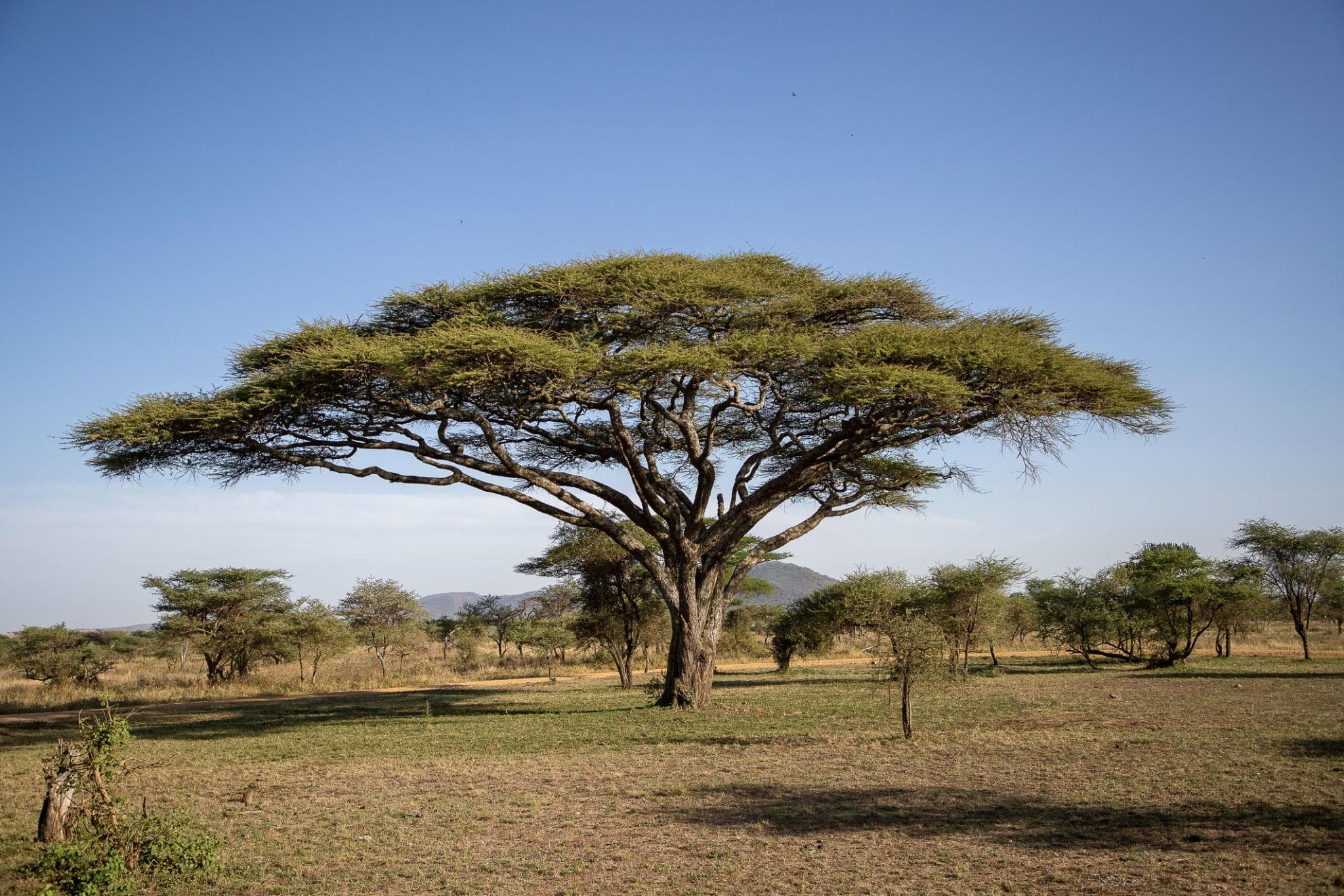 Best Seasons for a Tanzania Safari: When the Wild Comes Alive Across the Plains - Image 6
