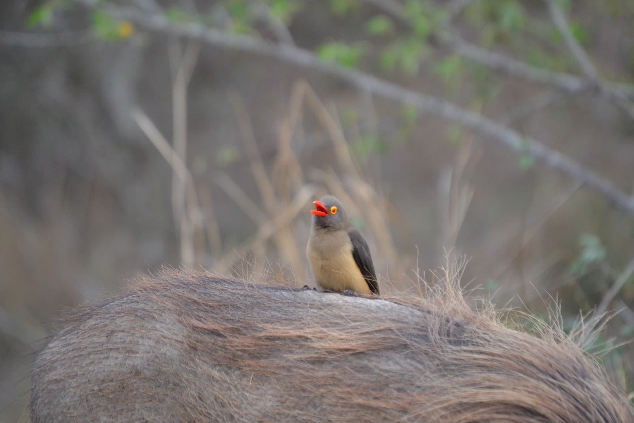 Come on safari with us for some truly unforgettable sightings like these! - Image 2