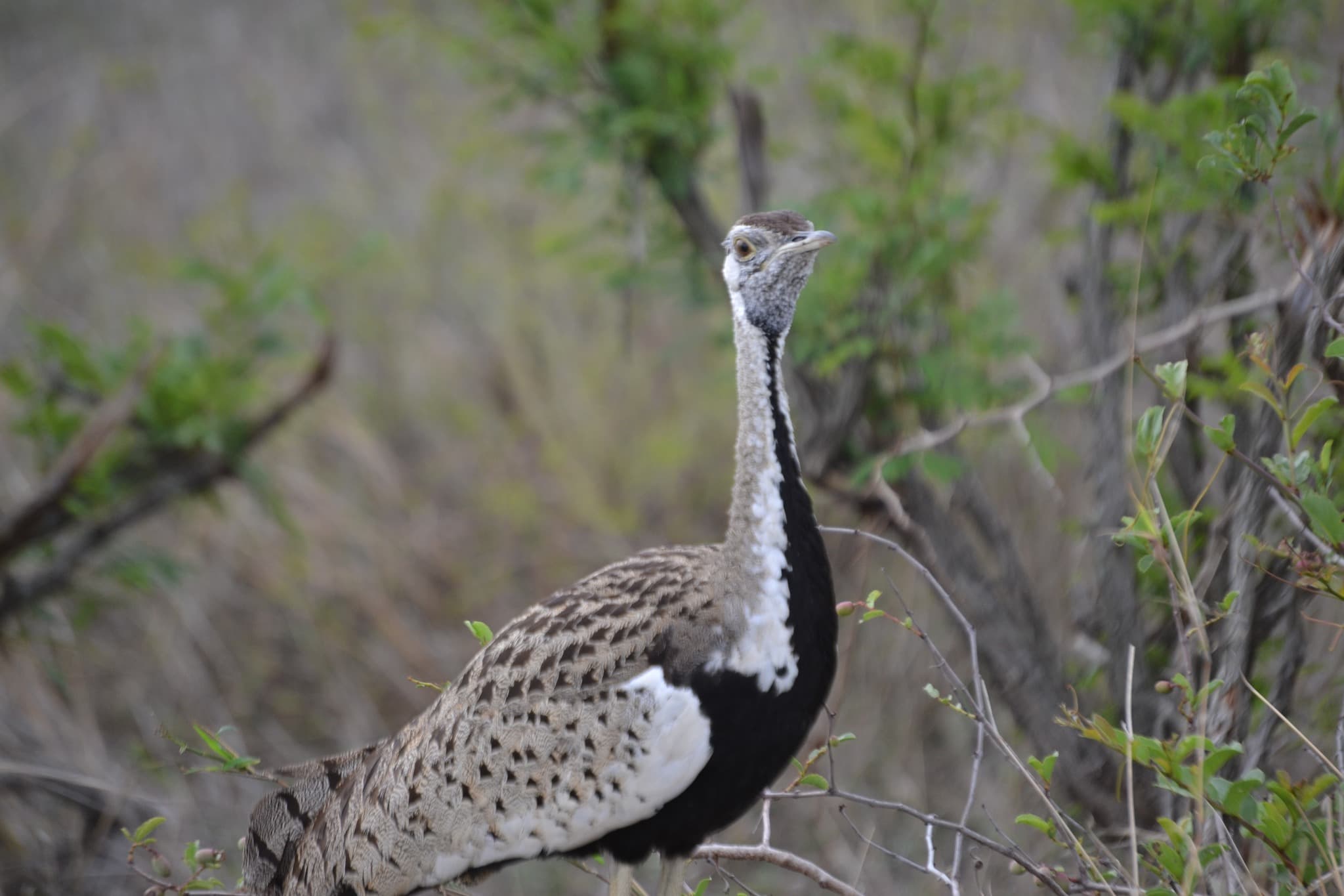 Come on safari with us for some truly unforgettable sightings like these! - Image 1
