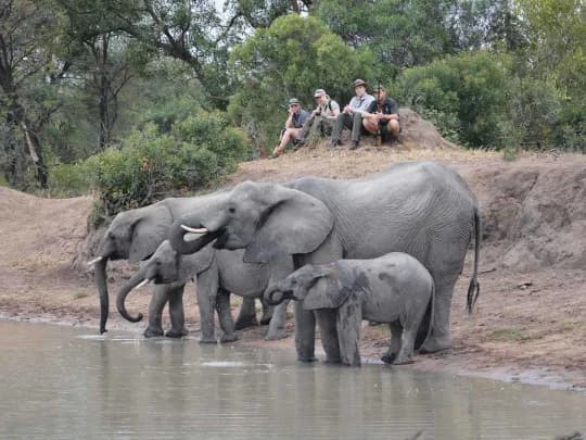 Which Greater Kruger Reserve Is Right for You? - Image 1