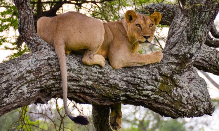 Tarangire National Park Day Trip - Image 4