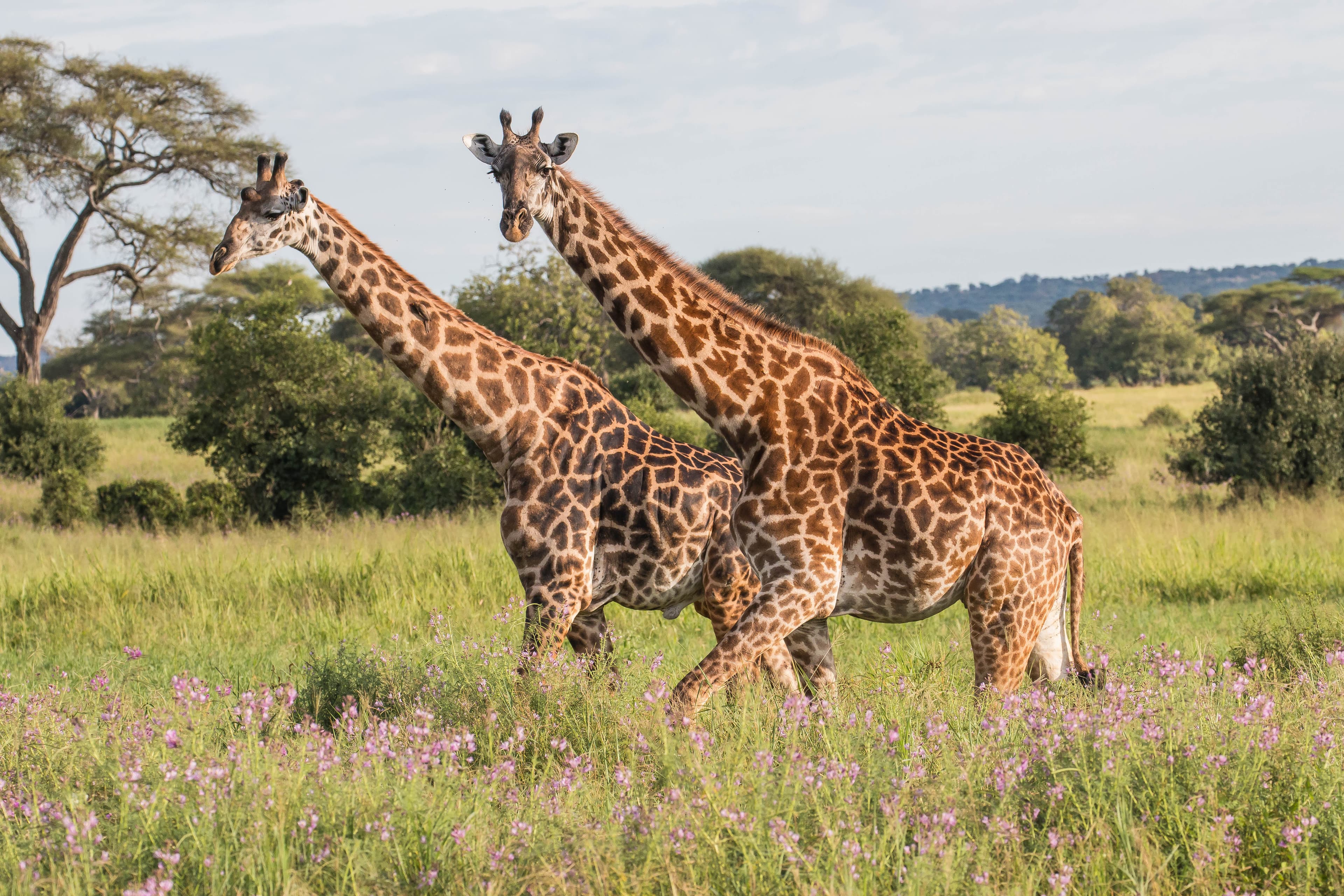 Tarangire National Park Day Trip - Image 5