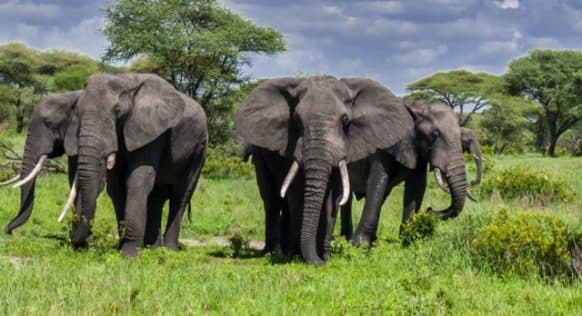 Tarangire National Park Day Trip - Image 2