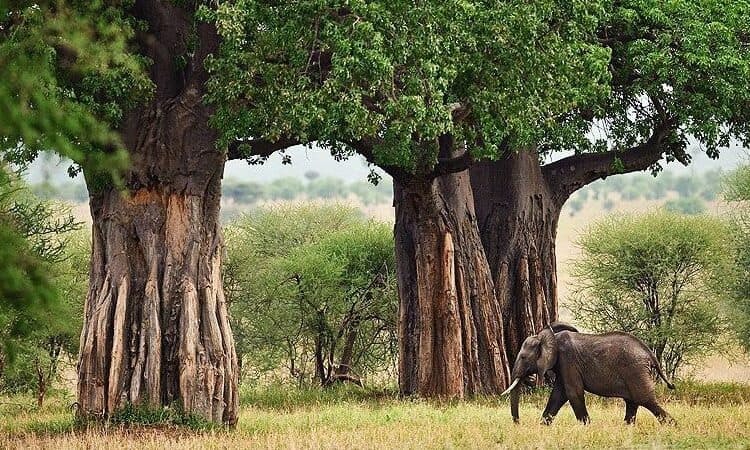 Tarangire National Park Day Trip - Image 3