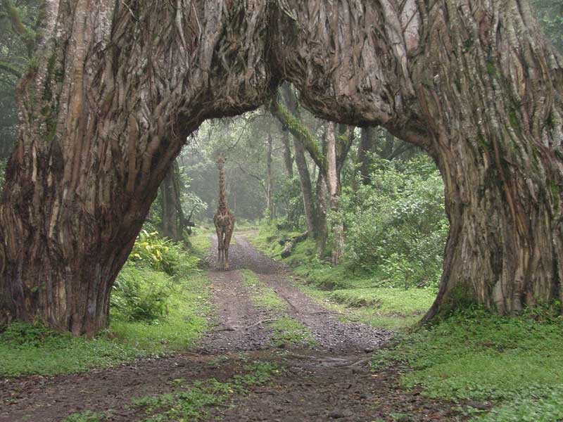 Arusha National Park Day Trip - Image 2