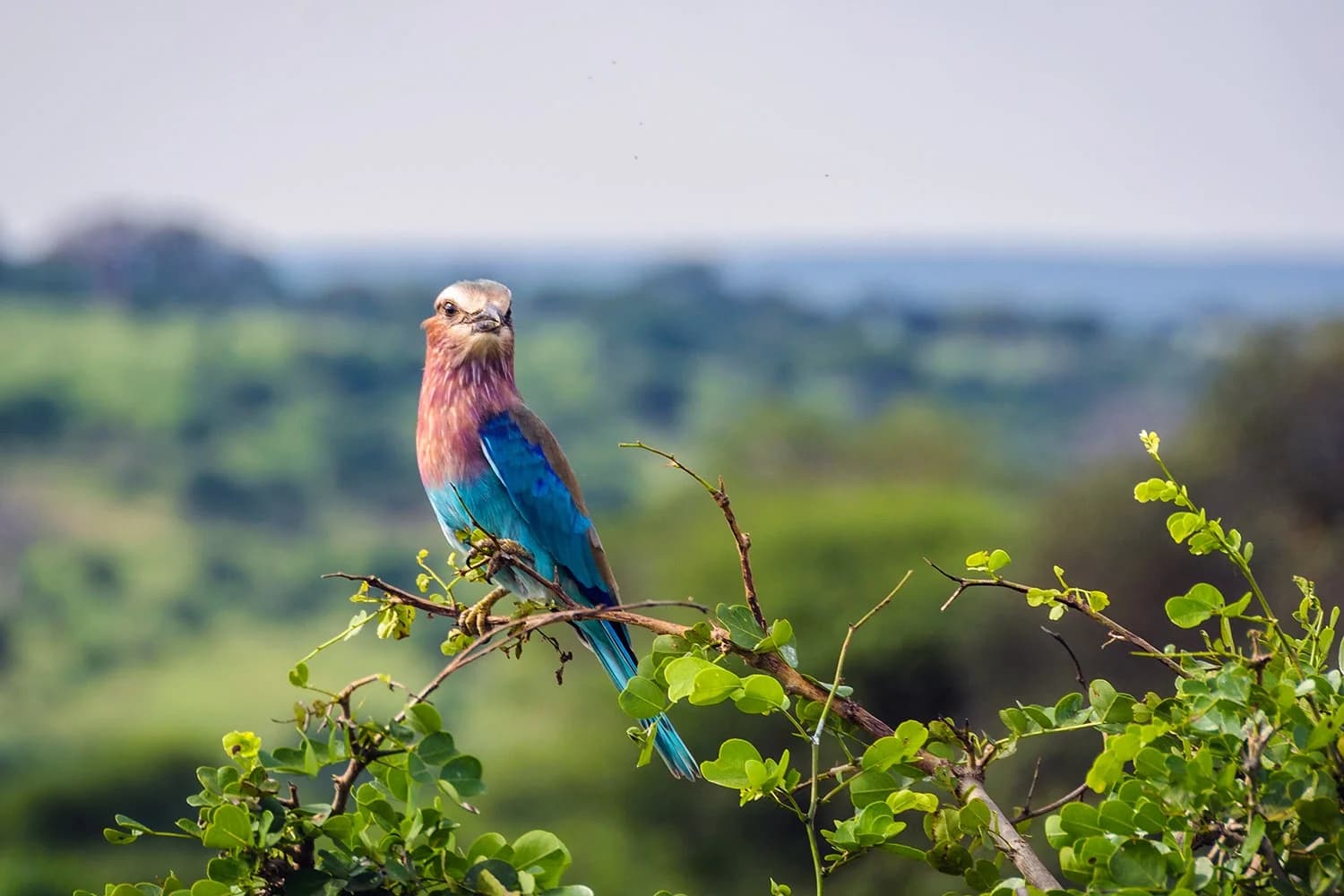 Tarangire National Park Day Trip - Image 6