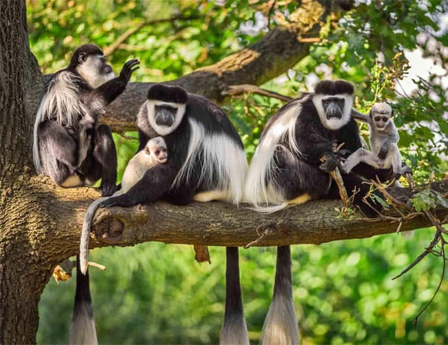 Arusha National Park Day Trip - Image 4