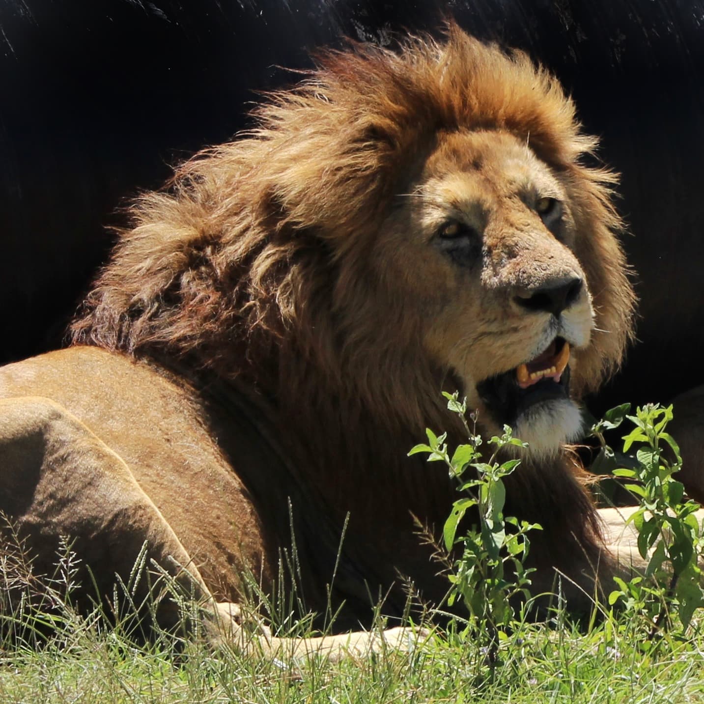 The Great Migration: Nature’s Most Spectacular Journey - Image 1