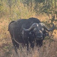 与红非洲野生动物园的一生之旅 - Image 1