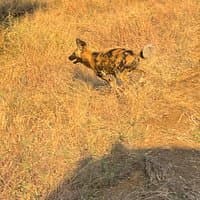 与红非洲野生动物园的一生之旅 - Image 3