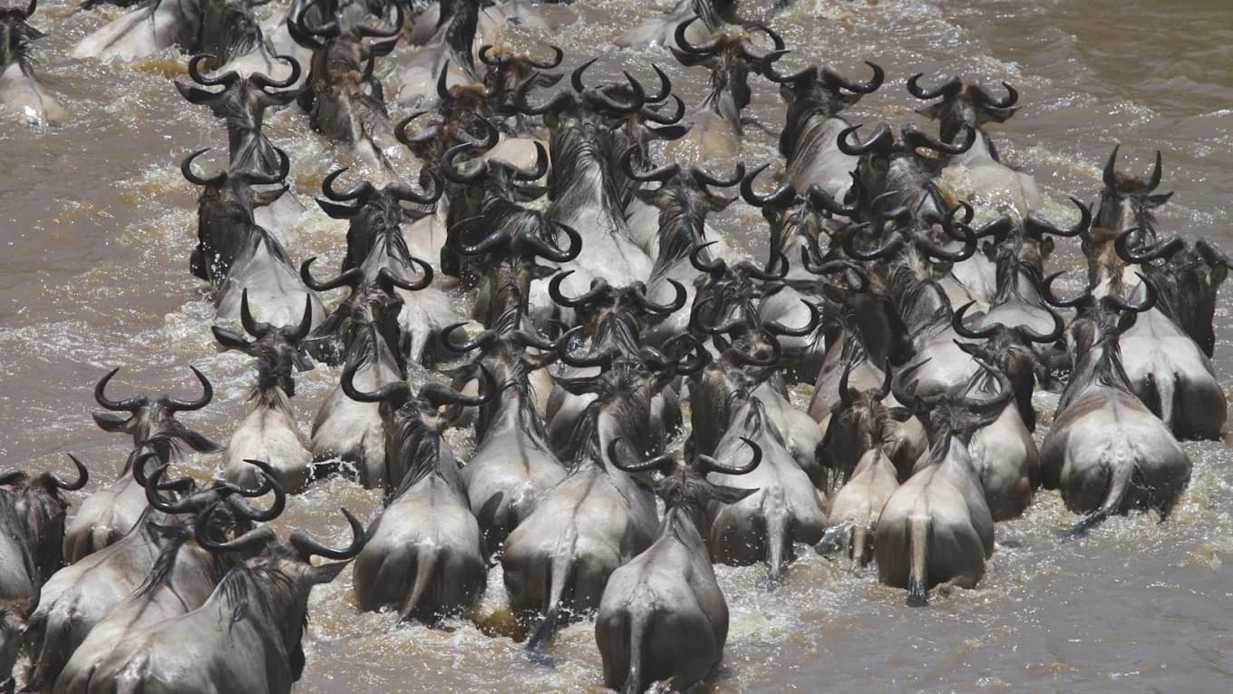 Luxury Serengeti migration safari packages 2026 - Image 1