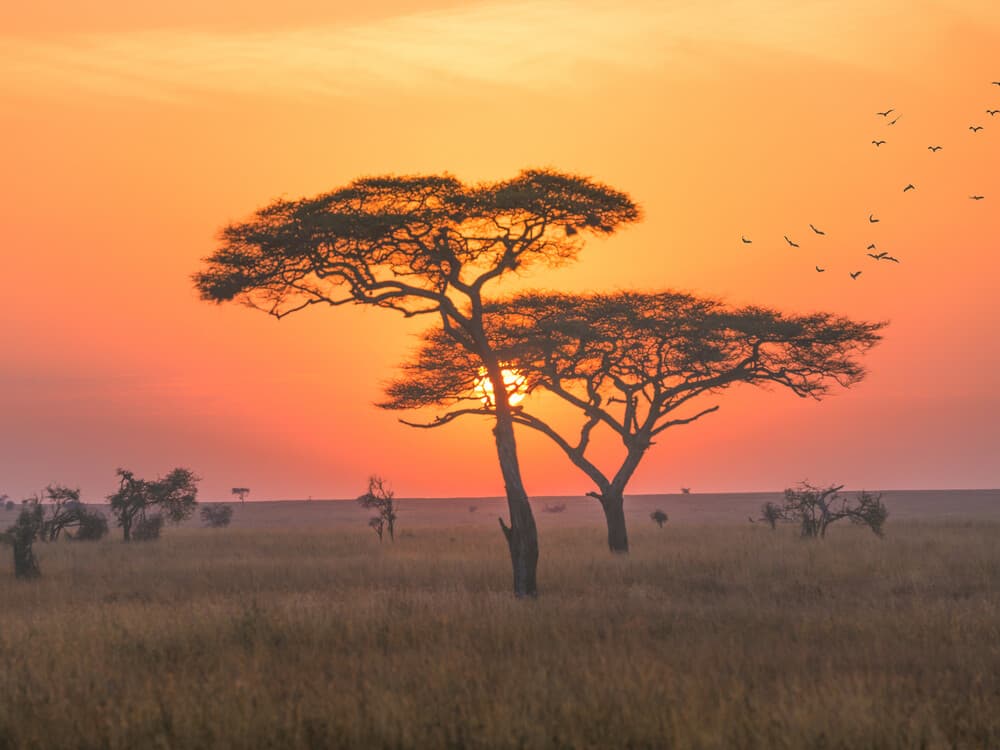 5天Sabi Sands Nkorho LodgeSafari(开普敦出发)
