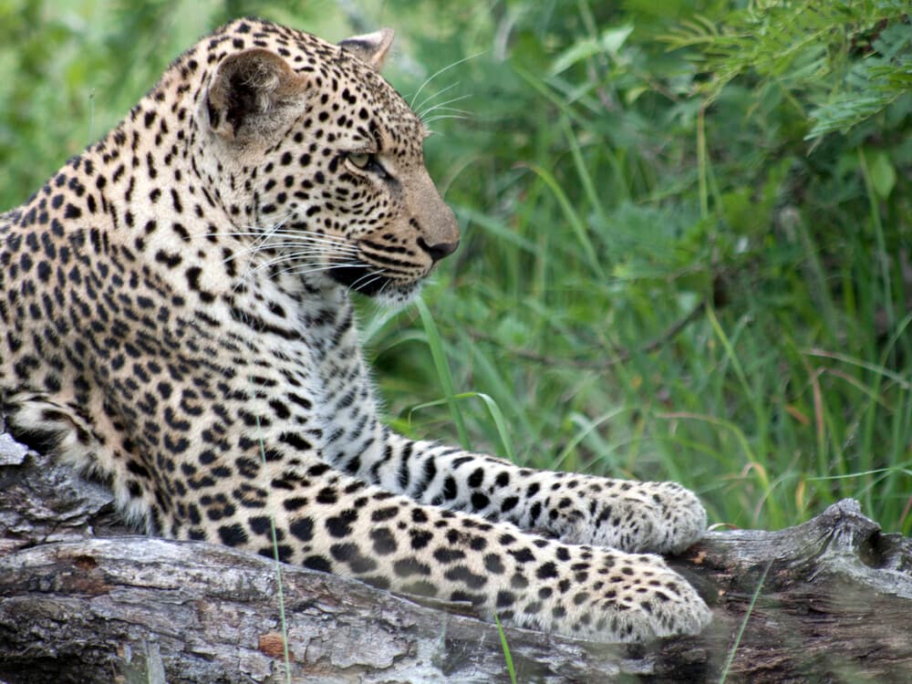 5天Sabi Sands Nkorho LodgeSafari(开普敦出发) - 3