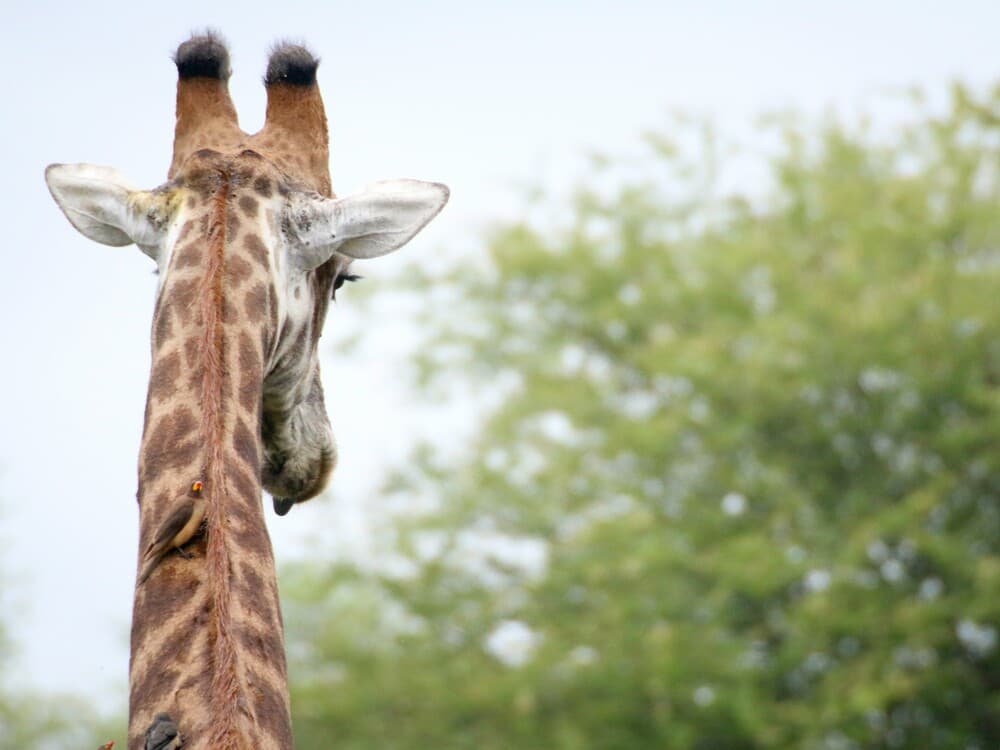 5天Sabi Sands Nkorho LodgeSafari(开普敦出发) - 2