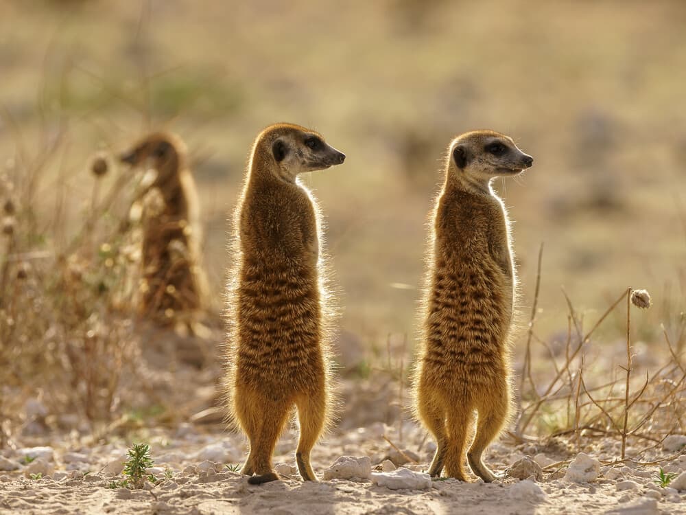 5天Sabi Sands Nkorho LodgeSafari(开普敦出发) - 1