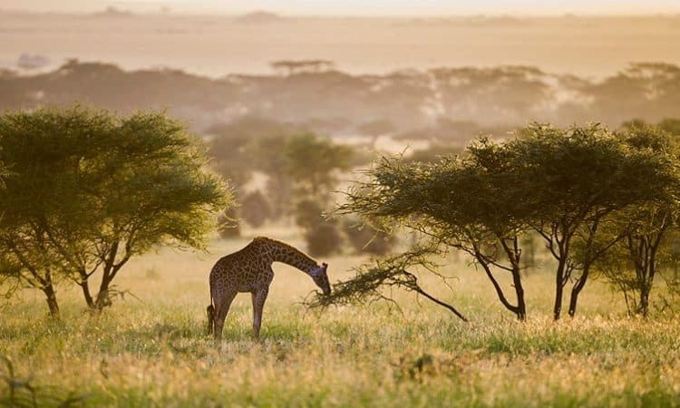 10-Day Signature Family Wildlife Safari – Ultimate African Adventure.