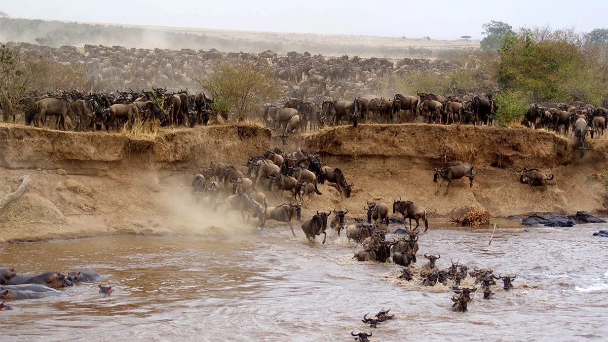 10-Day Signature Family Wildlife Safari – Ultimate African Adventure. - 1