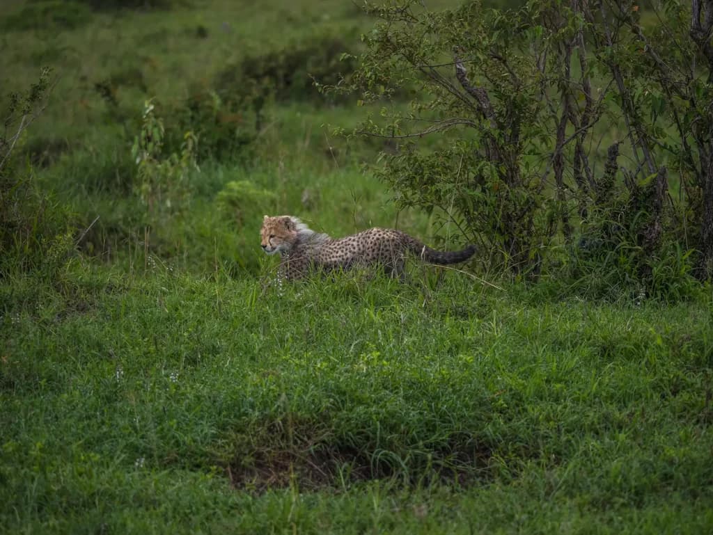 7-Day Masai Mara and Serengeti Combo - 1