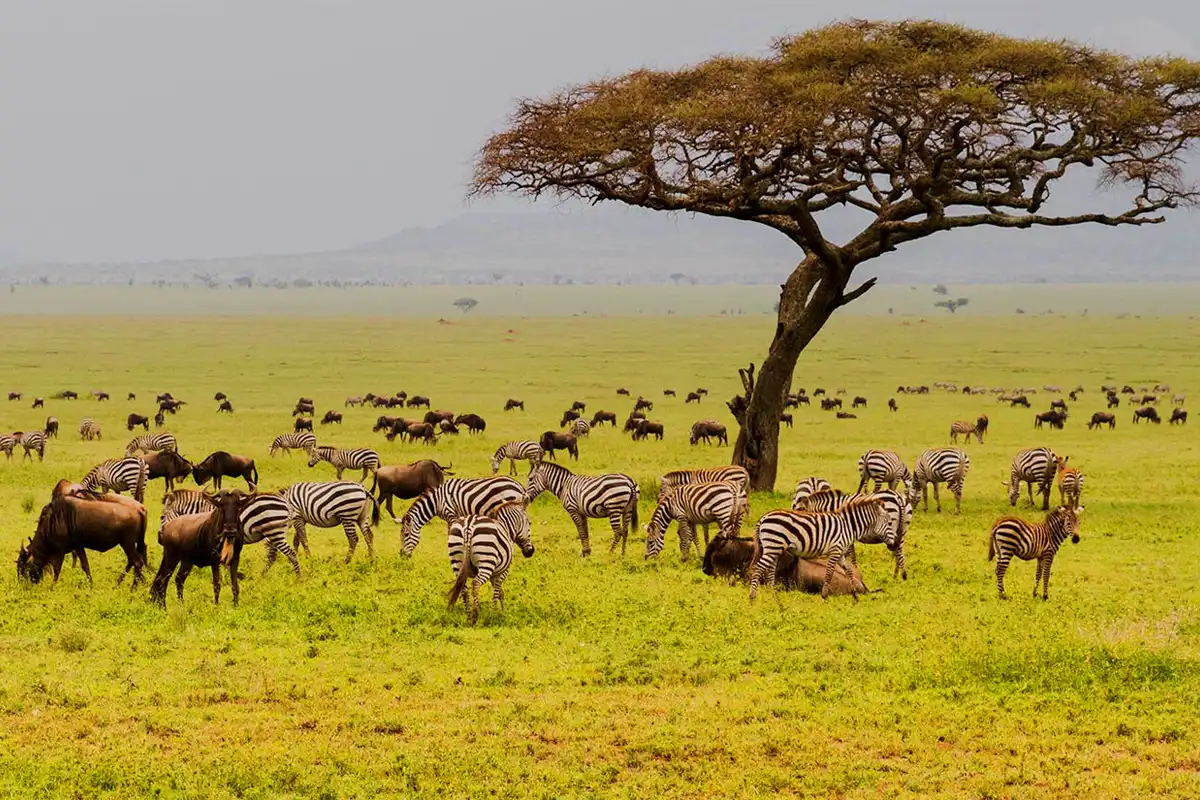 7-Day Tanzania Luxury Safari: Tarangire, Central Serengeti, Northern Serengeti, Ngorongoro Crater - 1