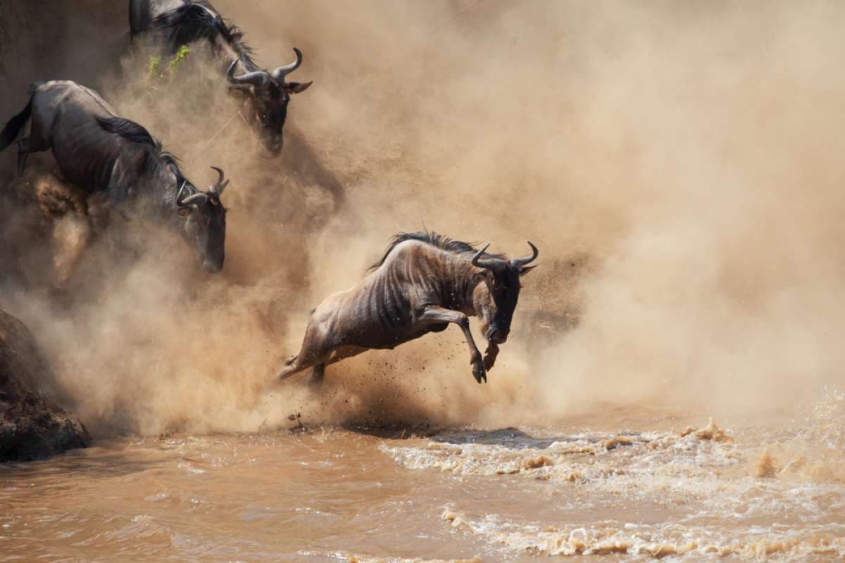 6-Day Ultimate Tanzania Safari Experience.