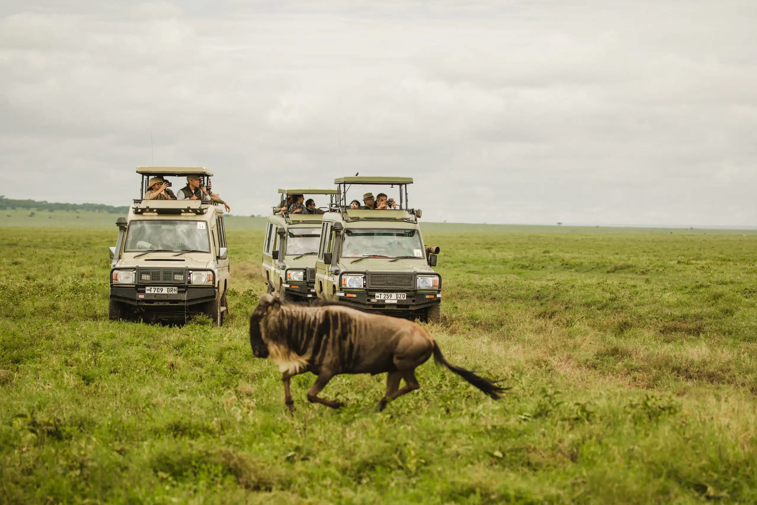 7-Day Luxury & Semi-Luxury African Safari & Great Migration Experience - 2