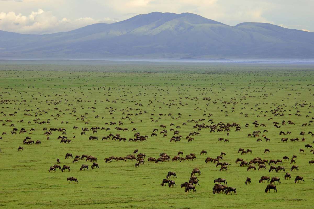 7-Day Tanzania Luxury Safari: Tarangire, Central Serengeti, Northern Serengeti, Ngorongoro Crater