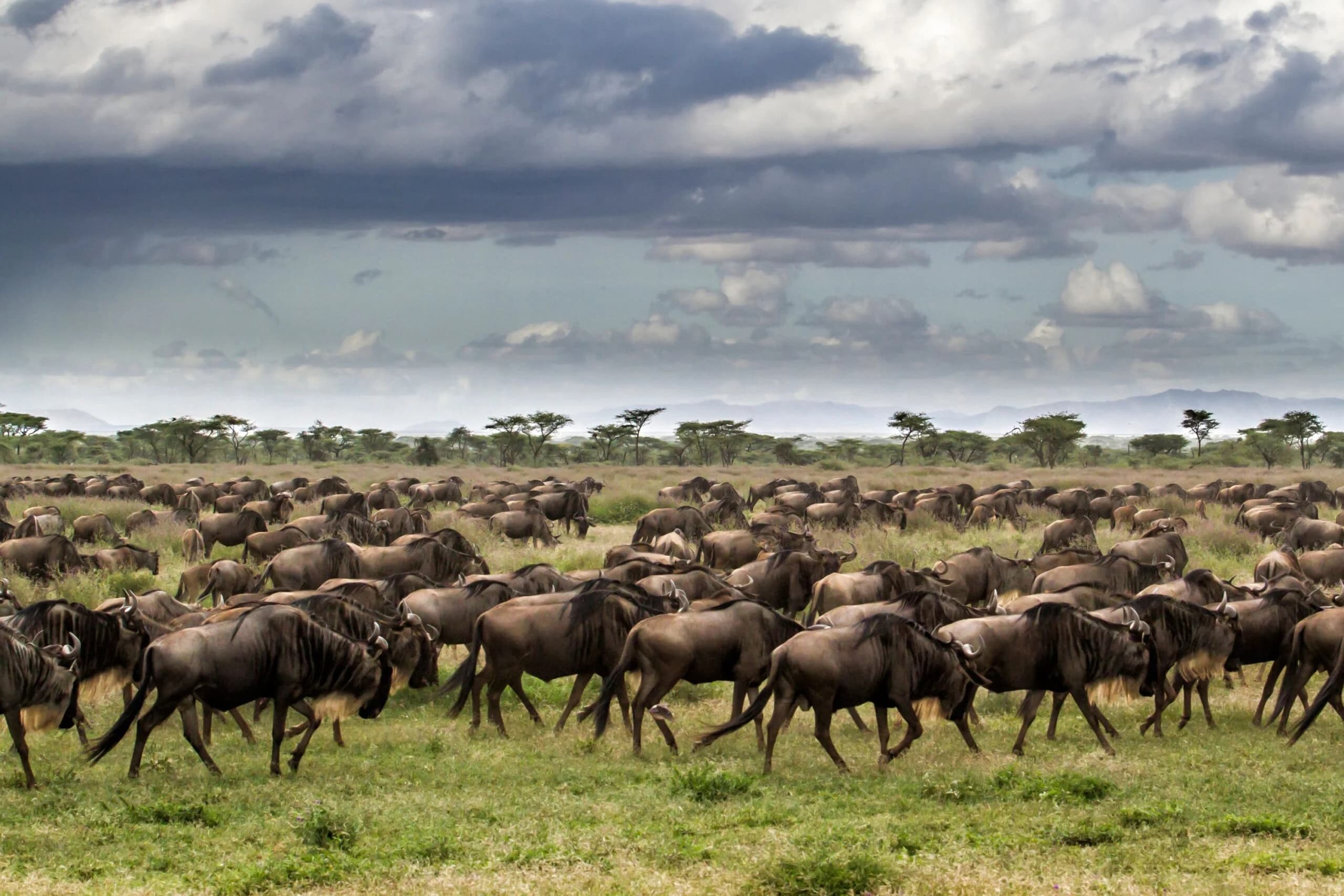 6-Day Ultimate Tanzania Safari Experience. - 2