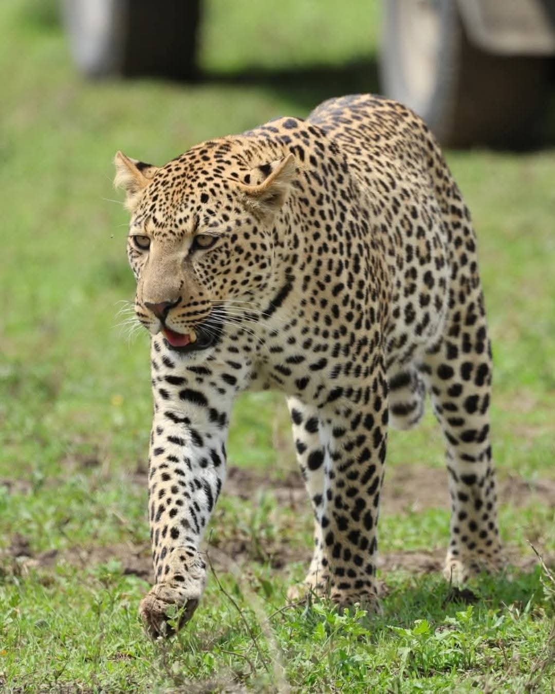 3天阿鲁沙公园漫步,Safari&Tarangire Park Gamedrive - 3