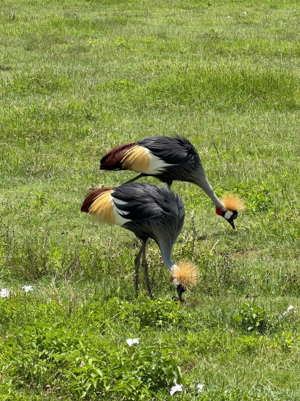 5天浪漫坦桑尼亚豪华蜜月Safari - 4