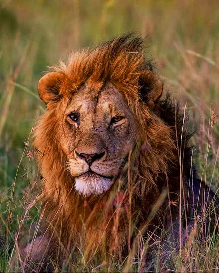Tarangire和Ngorongoro 3天高端豪华Safari - 1