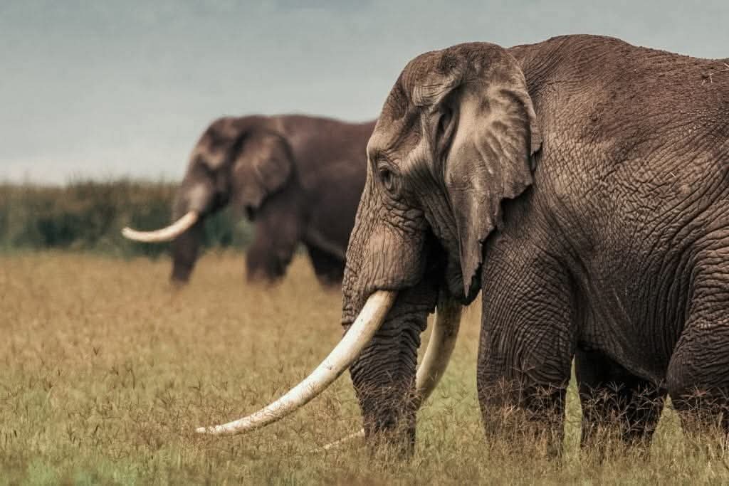 2天私人豪华Safari从桑给巴尔 - 4