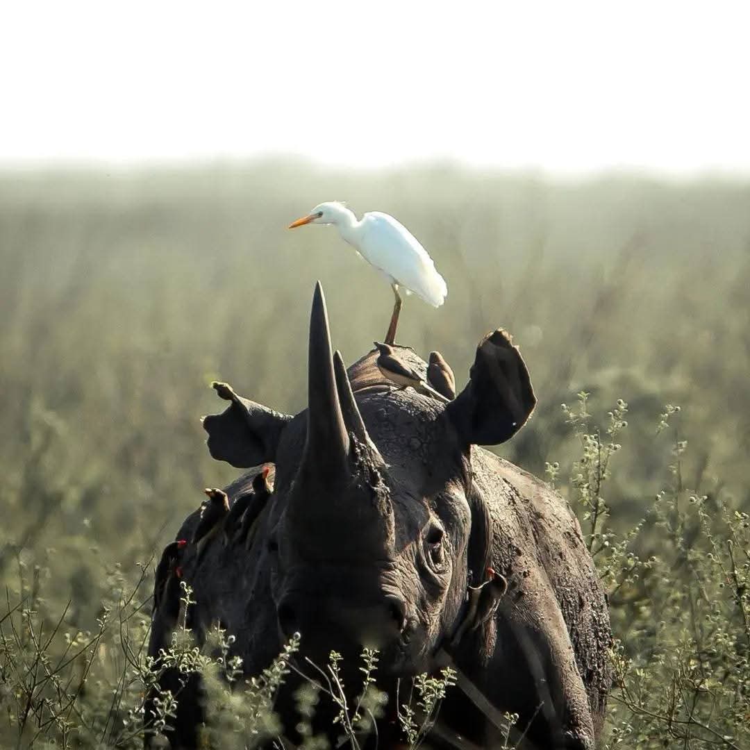 2天Tarangire Ngorongoro豪华飞行进出Safari - 1