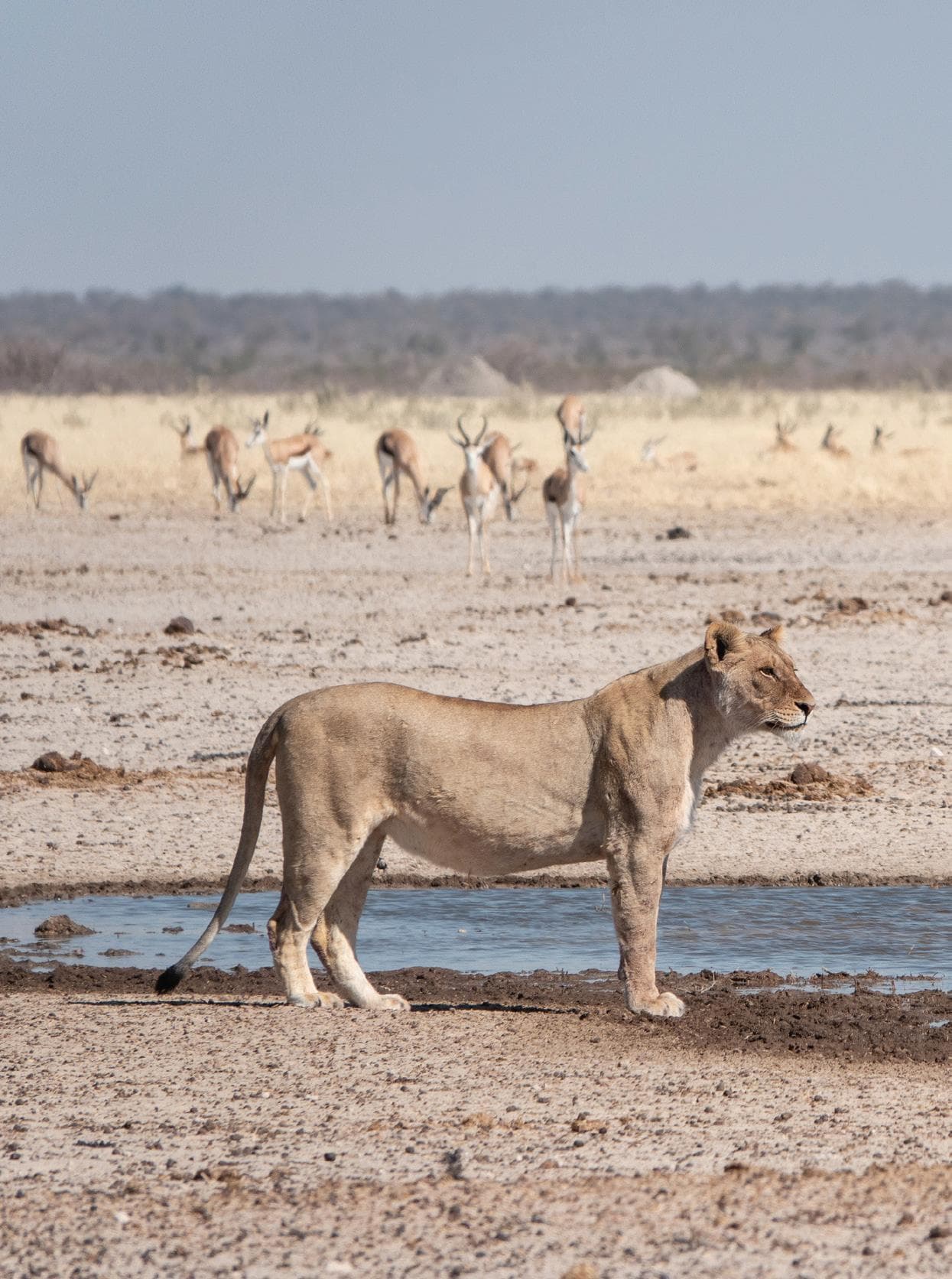 8天纳米比亚亮点:索苏斯维莱、斯瓦科普蒙德、Twyfelfontein&Etosha NP(住宿Safari) - 1