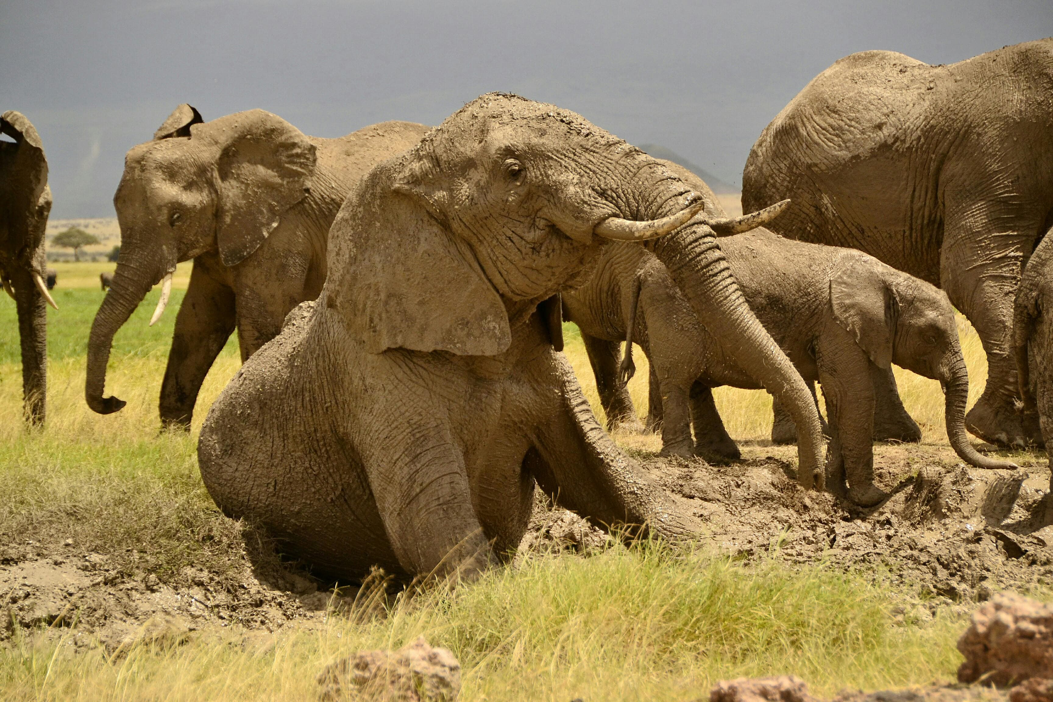 5天坦桑尼亚五大豪华Safari探险